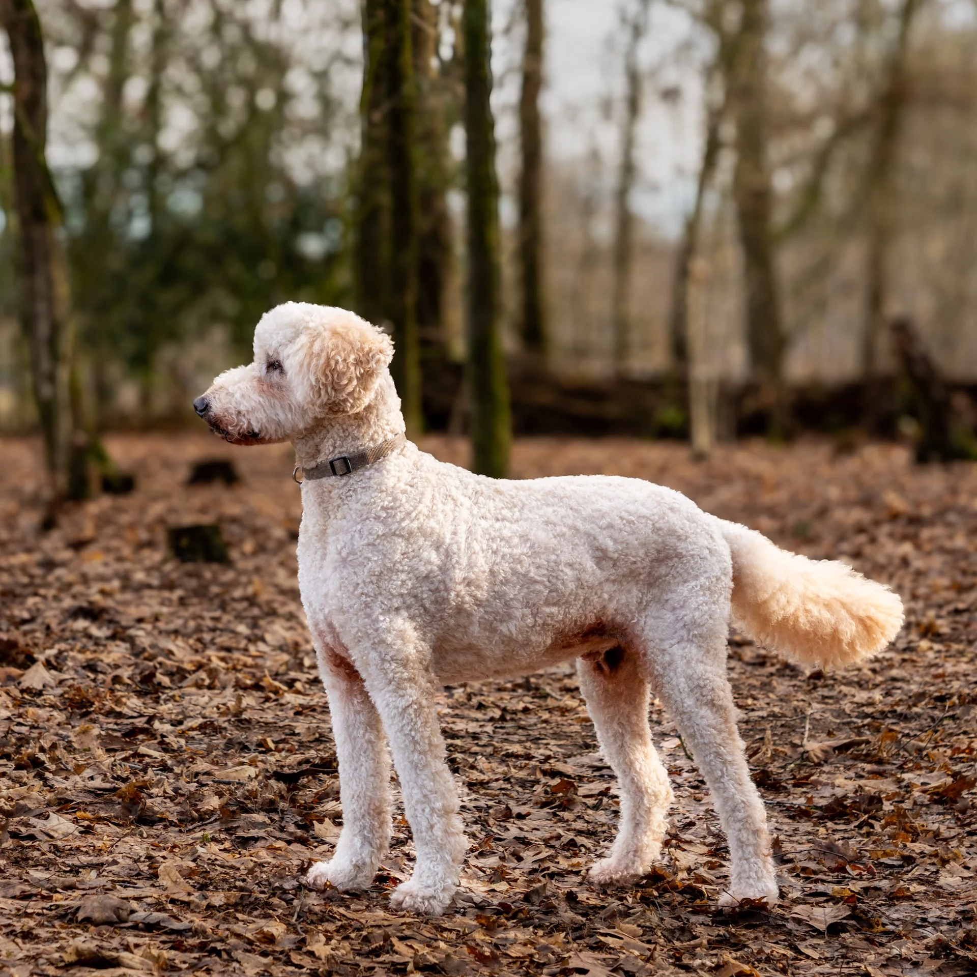 Hond rennend in het Philips de Jongh Wandelpark